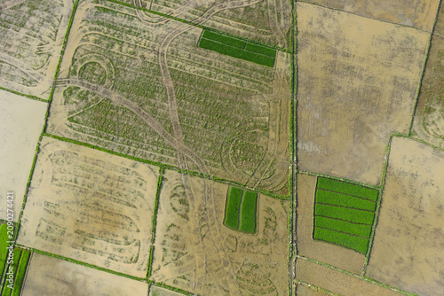 Aerial Top-Down View of Plowed Muddy Rice Paddies and Green Seedbeds in Aceh, Sumatra, Indonesia