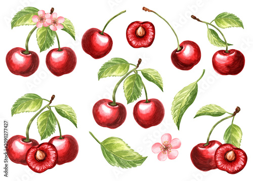 Cherry set of watercolor hand drawn illustrations for healthy eating design. Clip art of fruit whole, cut half and slice, leaves and branch, flower. Farm product for packaging jam, baby food, textile.