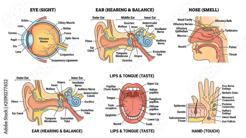 Human Senses Anatomy Diagrams: Eye, Ear, Nose, Mouth, and Hand