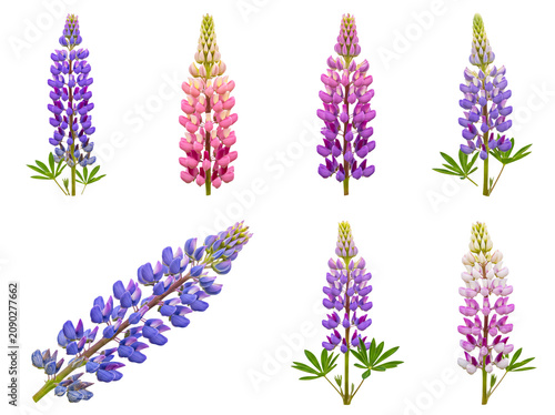 Seven varied lupine flower spikes in shades of purple, pink, and white, isolated on a transparent background.