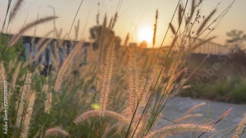 A close-up of Pennisetum polystachion, commonly known as Mission Grass or Cat's Tail Grass, featuring its soft feathery flower spikes swaying in the breeze. This tropical grass is widely found in gras