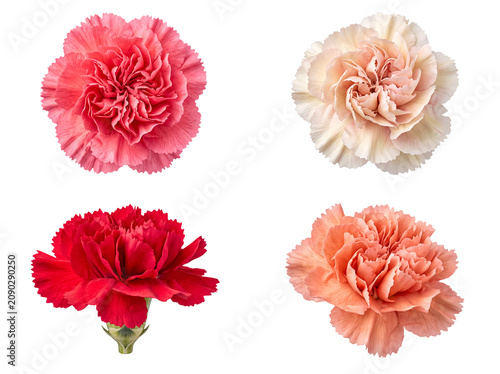 Vibrant collection of realistic carnation flower heads in assorted colors.