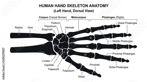 Canvas Print Human Hand Skeleton Anatomy - Dorsal View of Left Hand Bones