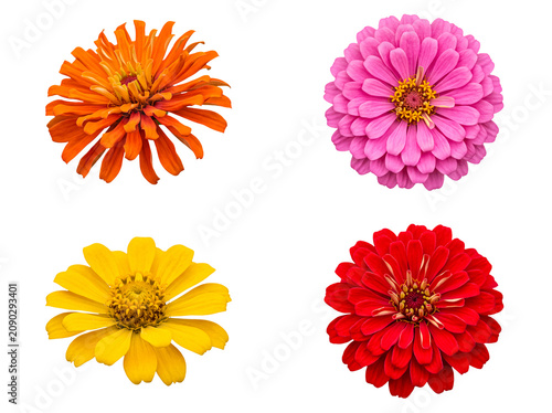 Colorful collection of four striking zinnia flowers in orange, pink, yellow, and red, isolated on transparent.