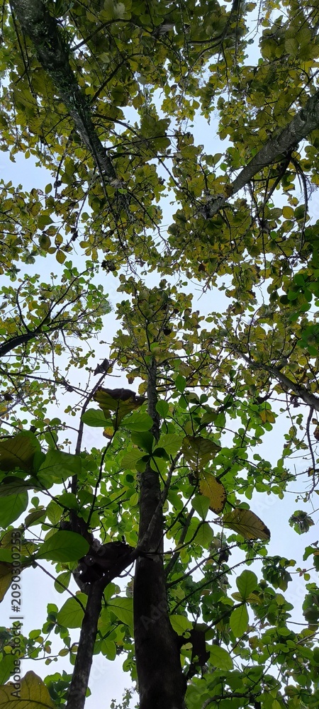 Fototapeta premium green leaves in the forest