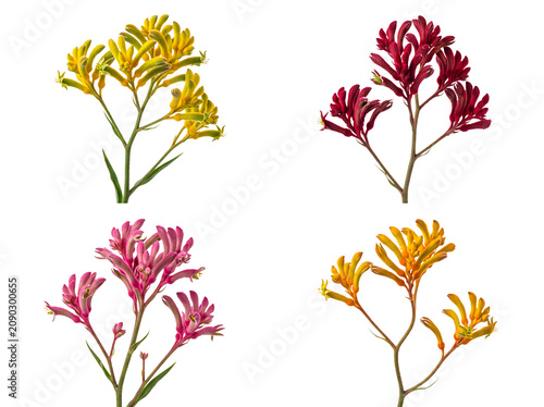 Foto A beautiful collection of vibrant Australian kangaroo paw flowers (Anigozanthos) in yellow, red, pink