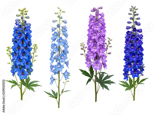 Photos Stately delphinium flower spikes in various shades of blue and purple, isolated against a transparent background