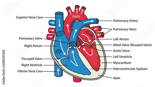 Foto Human Heart Anatomy Diagram with Labeled Parts and Blood Flow