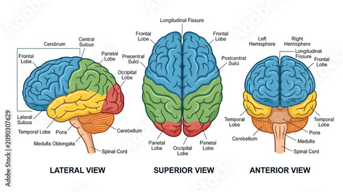 Foto Human Brain Anatomy: Lateral, Superior, and Anterior Views with Lobe Color Codin