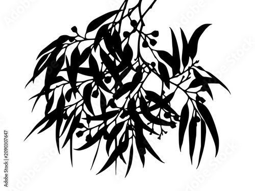 Black silhouette of eucalyptus branches with leaves and gum nuts