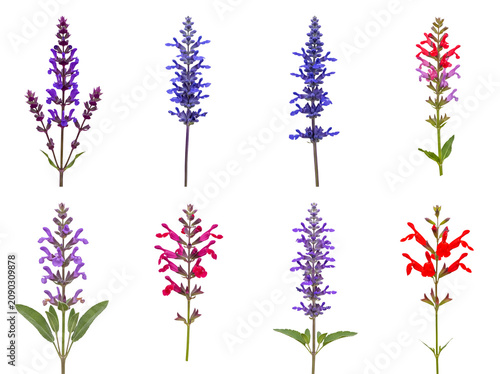 Tableau sur toile Eight diverse Salvia flower spikes featuring an exquisite range of purples, reds, and vibrant pink blooms