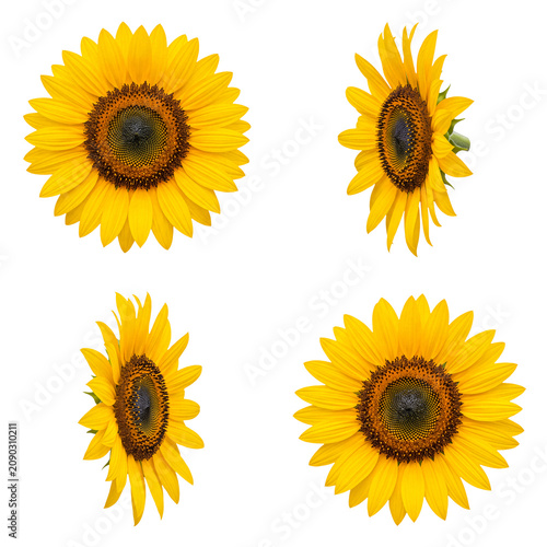 Photos Diverse collection of radiant blooming sunflowers captured from multiple angles for botanical themes