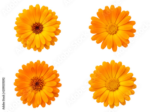 Photos Group of fresh calendula officinalis flowers, displaying rich orange and yellow petals with central disk florets