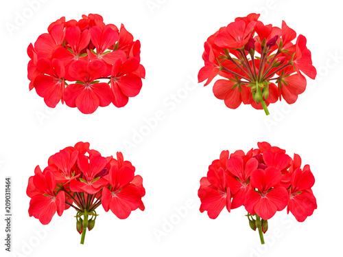 Bild auf Leinwand Beautiful red geranium flower clusters from multiple angles, showcasing vibrant petals on transparent