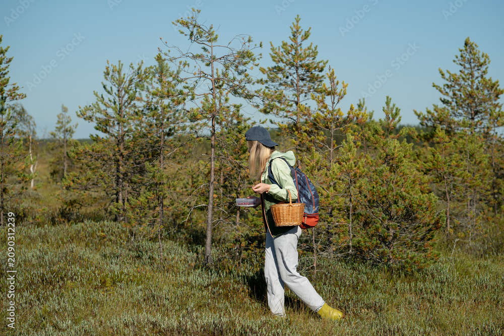 Fototapeta premium Foraging edible roots and mushrooms in wild forest, woman gatherer exploring swamp woodlands, searching for bog cranberries, picking up healthy plants, female walking through meadow with basket.