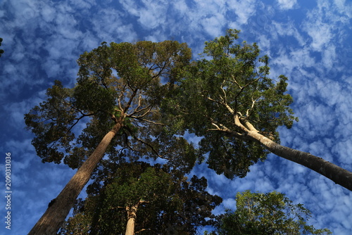 A large green-leaved tree stands tall amidst the forest and a clear sky.
Pang Sida National Park in Sa Kaeo Province, Thailand.