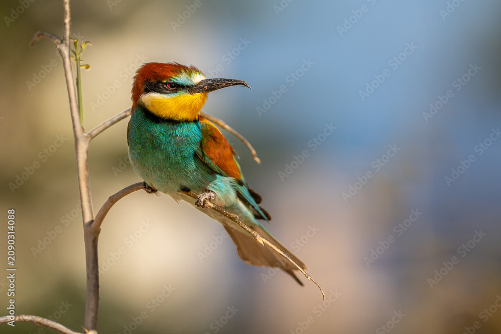 Obraz premium bee eater perched on branch