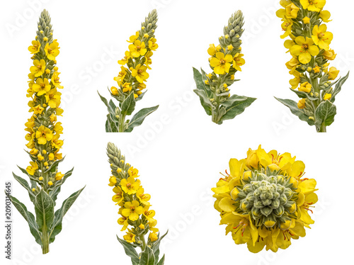 Photos Yellow common mullein (Verbascum thapsus) plant parts in multiple views, including vibrant flower spikes