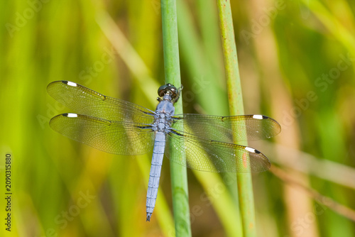 Canvastavla 06617-00404 Spangled Skimmer dragonfly (Libellula cyanea) male, Iron Co