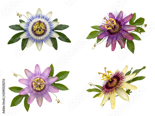 Foto Vibrant collection of four unique passion flowers photographed with green leaves on a transparent background