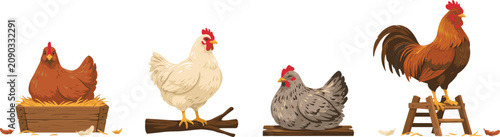 Domestic Chicken and Rooster Vector Set Featuring Farm Hens Laying Eggs in Nesting Box, Perching on Branch, and Rooster Crowing on Wooden Ladder