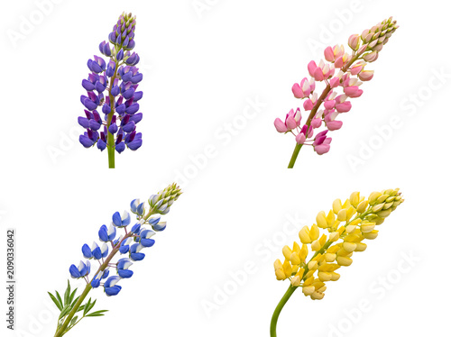 Tableau sur toile Four diverse lupine flower spikes in purple, pink, blue, and yellow hues, isolated on a transparent background