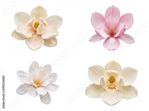 Beautiful collection of realistic magnolia flowers in various delicate shades.