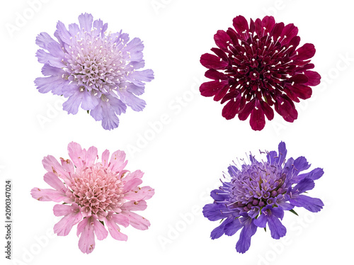 Tableau sur toile Close-up view of four diverse Scabiosa pincushion flowers in shades of purple, red, and pink, isolated