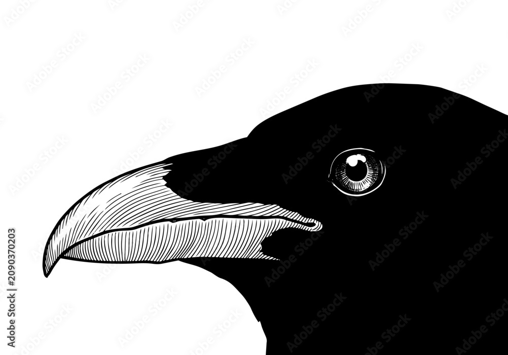 Fototapeta premium Vintage Raven Vector Illustration Hand Drawn Crow Bird Flying Perched Black And White Line Art Sketch For Gothic Halloween And Nature Graphic Design