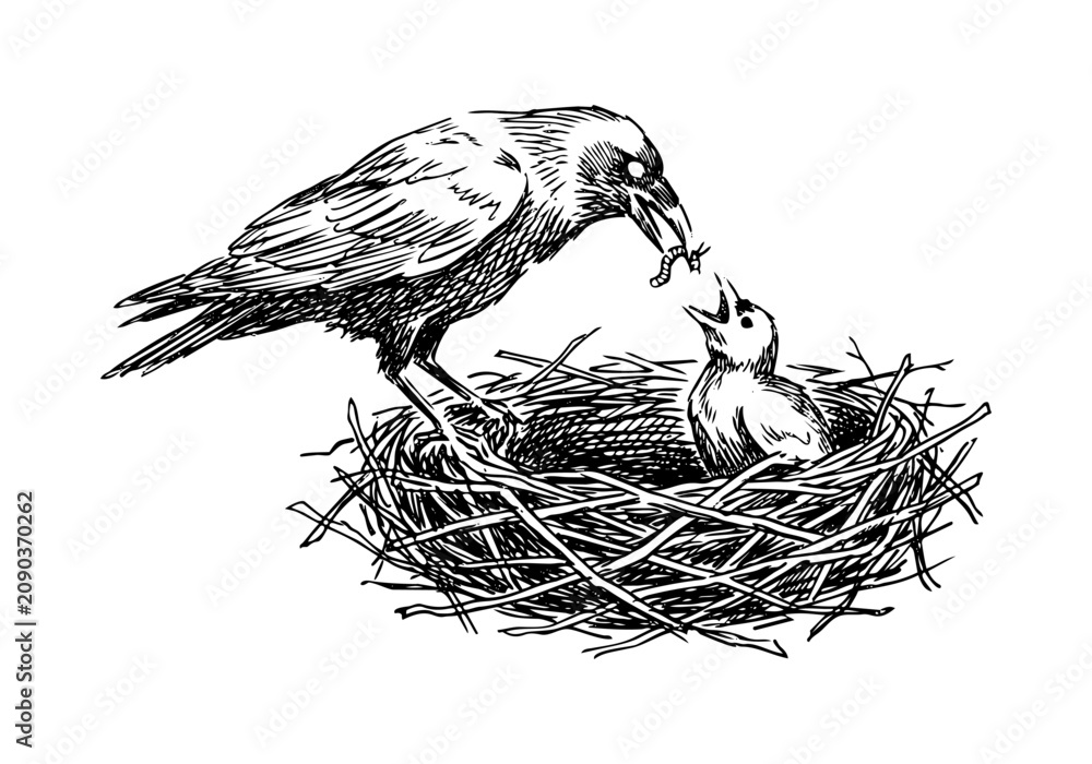 Fototapeta premium Vintage Raven Vector Illustration Hand Drawn Crow Bird Flying Perched Black And White Line Art Sketch For Gothic Halloween And Nature Graphic Design