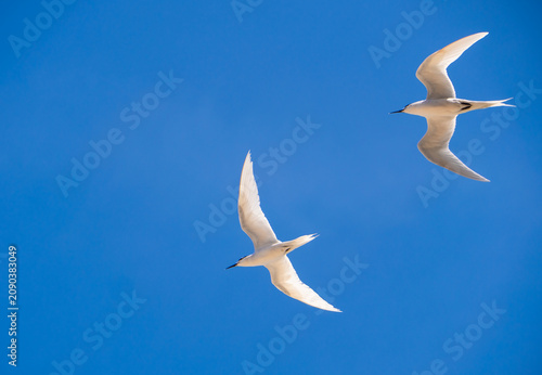 White tern flying over the blue sky at Ly Son Island, Vietnam