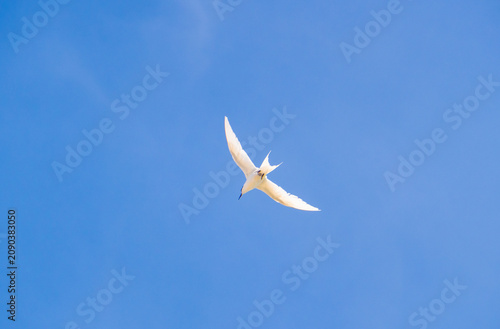 White tern flying over the blue sky at Ly Son Island, Vietnam