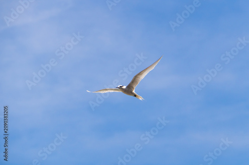 White tern flying over the blue sky at Ly Son Island, Vietnam