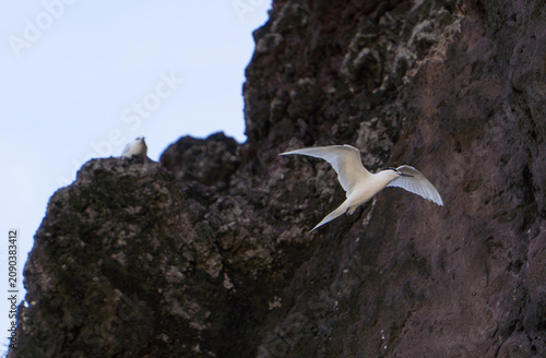 White tern flying over the blue sky at Ly Son Island, Vietnam
