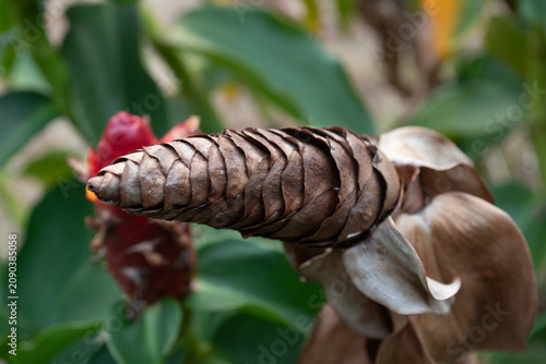 Photography Selective focus, Lempuyang plant with the scientific name Zingiber zerumbet, a type of spice that has medicinal properties and herbal ingredients