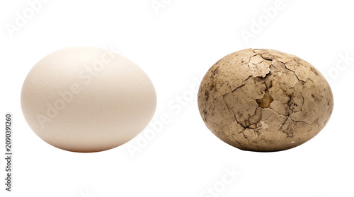 Natural white egg and ancient fossilized egg, prehistoric dinosaur egg comparison, organic smooth and rough textured egg shells isolated PNG with Transparent Background