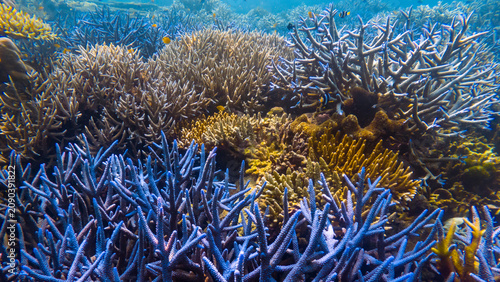 Majestic sunbeams shining through water surface onto a giant table coral reef at Mu Ko Surin National Park, Thailand.