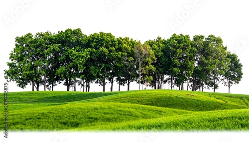 A vibrant, sunny landscape depicting lush green grass rolling towards a vibrant line of trees with flourishing, bright green foliage against a white background