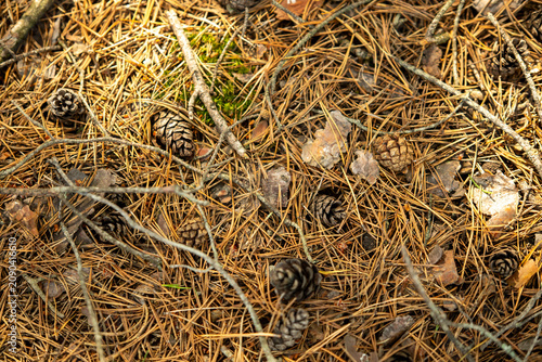 Принти на полотні Pine cones and fallen leaves lay scattered on the forest floor