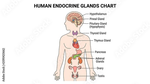 Картината върху платно Human endocrine system glands diagram anatomical chart with endocrine, hormones
