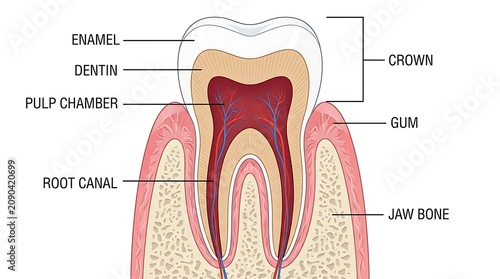 Tableau sur toile Anatomical diagram of human tooth structures and pulp chamber with dentistry