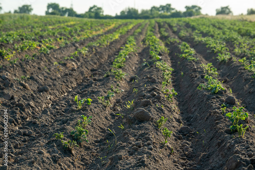 Young plants are growing in straight rows on a farm field during sunset. The soil is dark and well-tilled, and trees are visible in the background