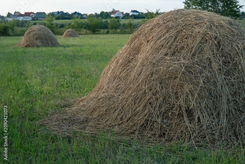 Photography In the evening light, haystacks sit in a green field on a farm