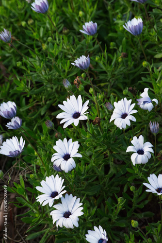 Cuadro en lienzo daisybushes, African daisies, African daisy, South African daisy, Cape daisy and