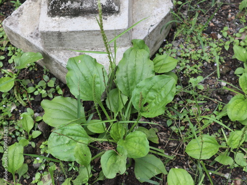 Cuadro en lienzo Wild broadleaf plantain (Plantago major) growing naturally in a rural home yard in Java, Indonesia