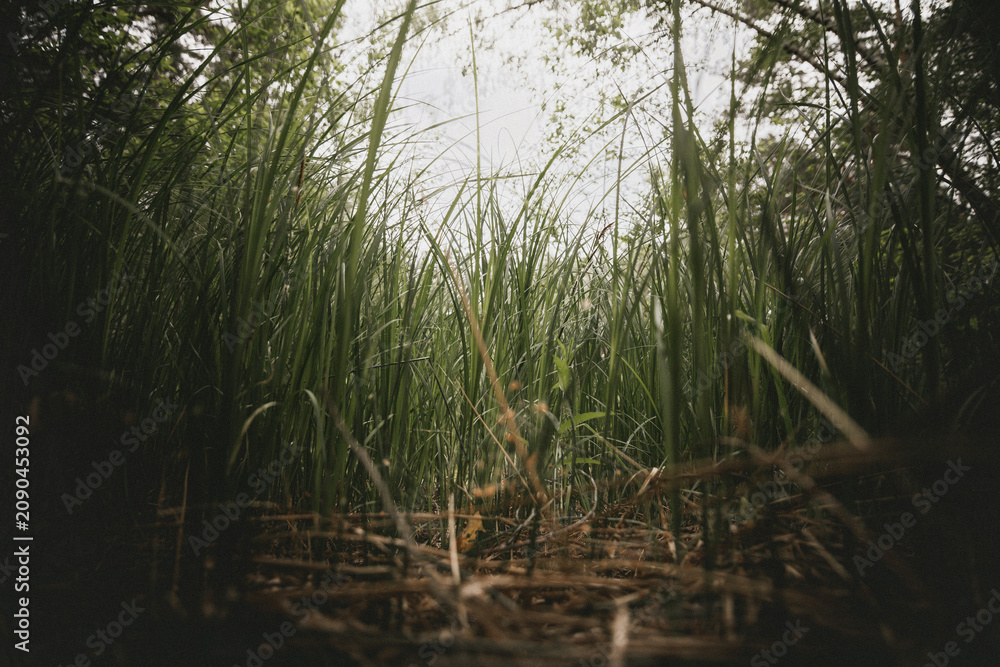 Fototapeta premium Low angle view of wild grasses in a meadow, soft natural light