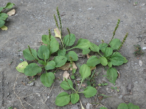 Fotografía Wild broadleaf plantain (Plantago major) growing naturally in a rural home yard in Java, Indonesia