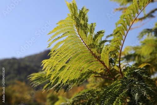 Photography The branches of the Jacaranda (Jacaranda mimosifolia) tree, which has bright gre