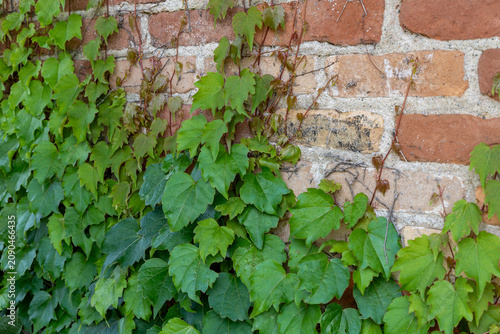 Full frame abstract texture background of green Boston ivy (parthenocissus tricuspidata) plant vines growing on a 19th century red brick wall. Also known as Japanese creeper.