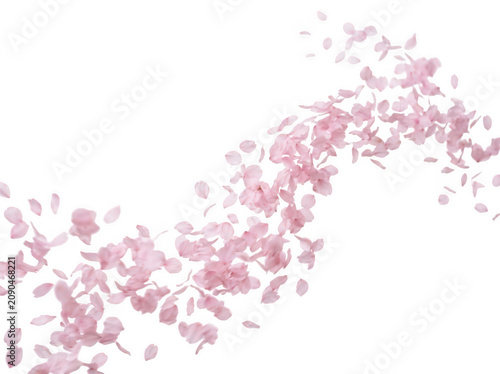 Pink cherry blossom petals flying in air